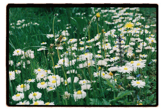 Wild daisies and meadow grass stretch across a summer field