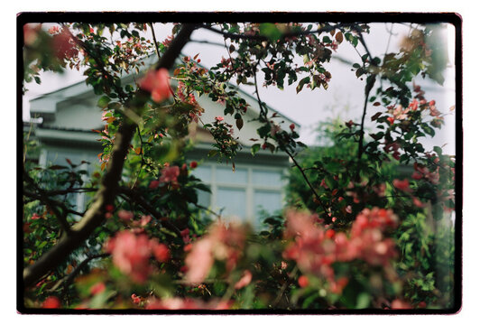 Pink blossoms frame a pale blue house in spring