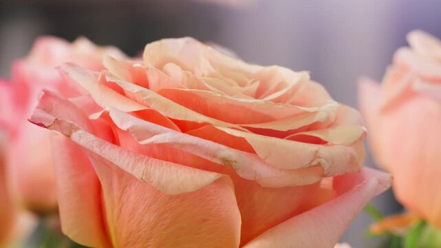 Young florist making bouquet of roses and dried flowers at workplace. Floral artist working in flower shop studio. Floristry showing masterclass on creating flower arrangement. Small woman business.