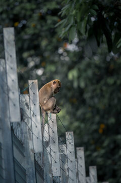 Long-tailed macaque perched on top of a white wooden fence