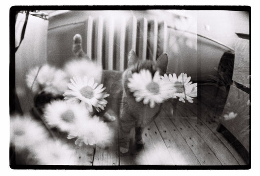 Double-exposed daisies and a cat in soft black and white