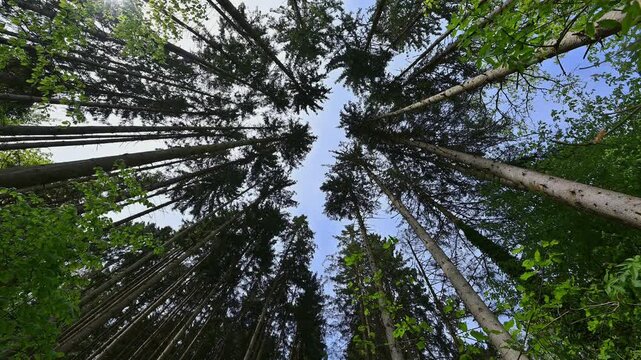 Blick in den Baumwipfel von Nadelb&auml;umen, Fr&uuml;hling, Burgsinn, Sinntal, Spessart, Bayern, Deutschland 