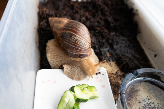 Big snail achatina pet. Animal at home. Eating cucumber veggies food.