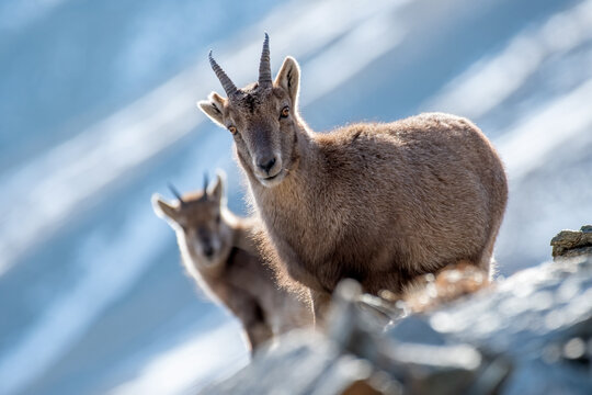 Female and cub European Alpine Ibex (Capra ibex) standing  on rocks against snowy slopes backgound. Monviso natural park, Piedmont, Cottian Alps, Italy.