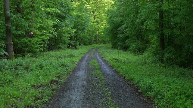 Nasser, matschiger Weg im dichten, gr&uuml;nen Wald, entlang der Strecke, Rothenbuch, Spessart, Bayern, Deutschland