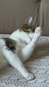 Relaxed domestic cat stretching and grooming on a textured knit blanket, calico fur pattern with white, brown, and black markings, cozy indoor setting.
