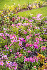 Obraz premium Vibrant flowerbed bursting with pink cosmos and other colorful blooms in lush green garden