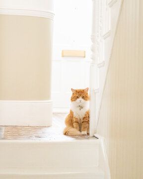Fluffy Orange Cat Sitting by a Sunlit Front Doorway