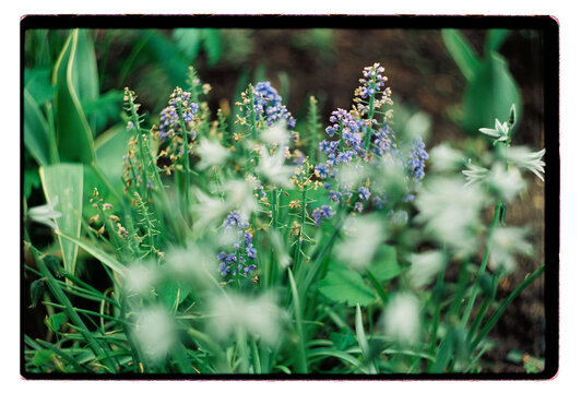 Blue grape hyacinths rising through a wild spring garden