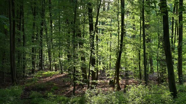 Sonne bricht nach Regenschauer durch Wald, Rothenbuch, Spessart, Bayern, Deutschland