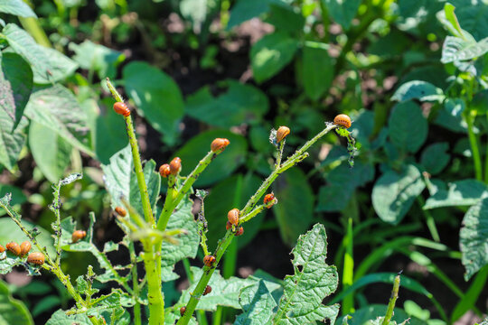 Numerous orange Colorado potato beetle larvae thickly cover and actively devour the green stems and leaves of potato plants. The pests cause visible damage to the crops against a blurred garden soil b
