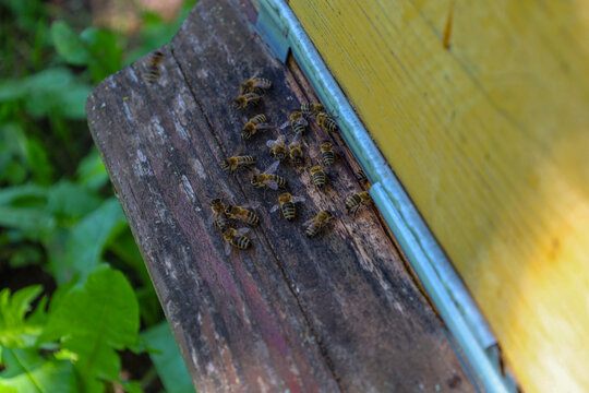 A group of honeybees gathers on the landing board of a yellow wooden hive near the narrow entrance. The insects move actively across the textured old wood, preparing for flight or returning from forag