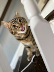 cat and mouse © CameronHill