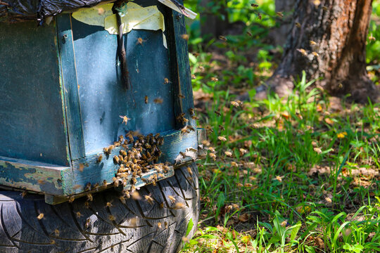 A large swarm of bees flies actively around an old wooden beehive placed on a car tire amidst green grass. Numerous insects cluster near the bottom entrance and circle in the air on a sunny summer day