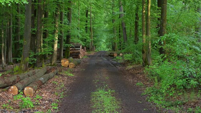 Nasser, matschiger Weg im dichten, gr&uuml;nen Wald mit gestapelten Baumst&auml;mmen entlang der Strecke, Rothenbuch, Spessart, Bayern, Deutschland