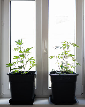 Young Cannabis Plants Growing on a Sunlit Windowsill