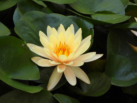Natura
