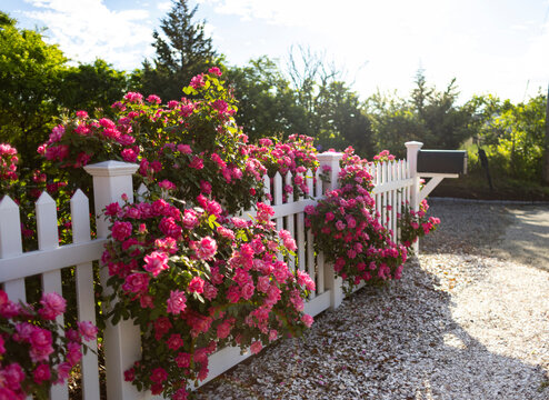 Roses in bloom white picket fence wide angle 