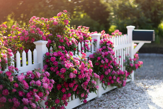 Colorful Roses in bloom white picket fence 