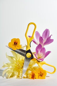 Scissors and flowers on a plain background