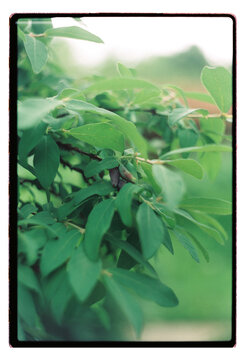 Dense green branches holding a single dark berry