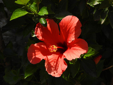 Natura