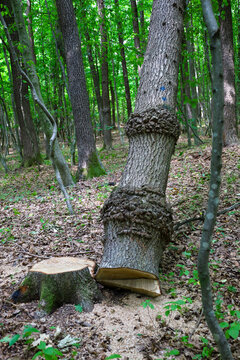 ​A freshly cut tree with unusual large burls on its trunk rests beside its stump in the forest. Light sawdust scatters across the forest floor around the logging site.