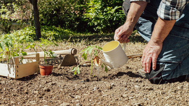 Close-up of a farmer's hands watering a tomato plant in an organic field with an old metal watering can. Garden work in spring. Traditional agriculture.