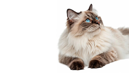 Beautiful fluffy ragdoll cat sitting looking sideways isolated on transparent background © Anatoli