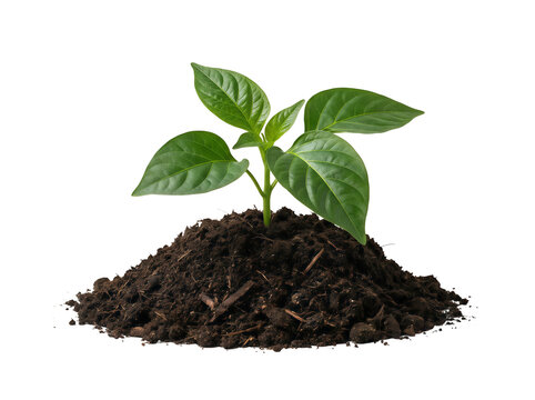 Young green plant growing from soil isolated on transparent background