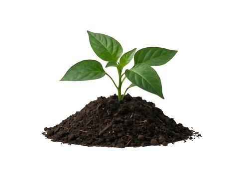Young green plant growing from soil isolated on transparent background
