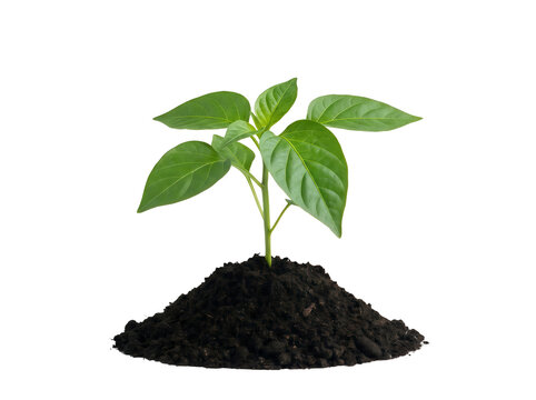 Small green plant seedling growing in a pile of soil isolated on transparent background