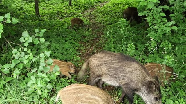 Wild boars and piglets foraging in a lush green forest environment