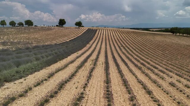 lavander fields provence france aerial drone 