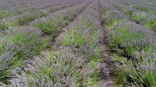 lavander fields provence france aerial drone 