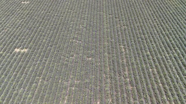 lavander fields provence france aerial drone 