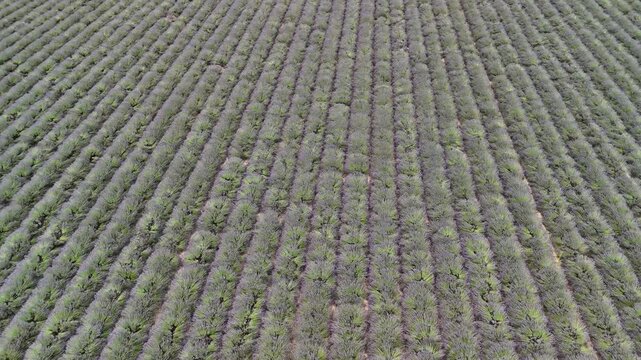 lavander fields provence france aerial drone 