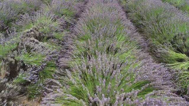 lavander fields provence france aerial drone 
