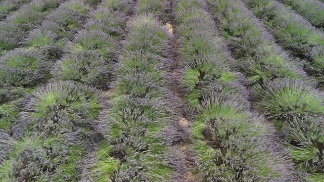 lavander fields provence france aerial drone 