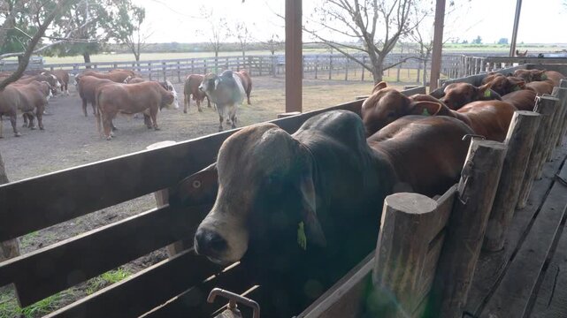 Zebu cattle herd crowded in wooden livestock chute on Argentine ranch at midday