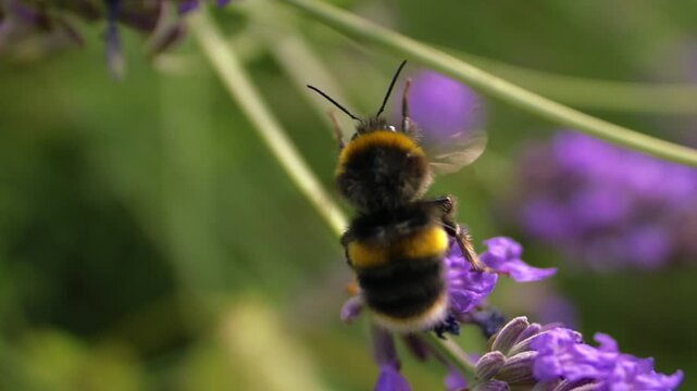 Bumble bee flapping wings climbing on lavender flower