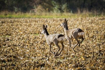 Two roe deer are running from me on mown corn field. © Stanislav