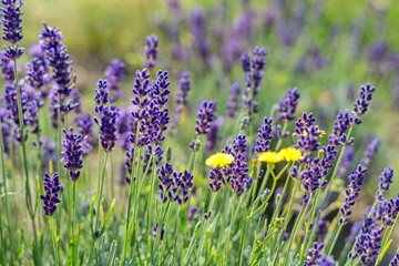 Obraz premium True lavender with typical purple flowers on lavenderfield with three yellow flowers.