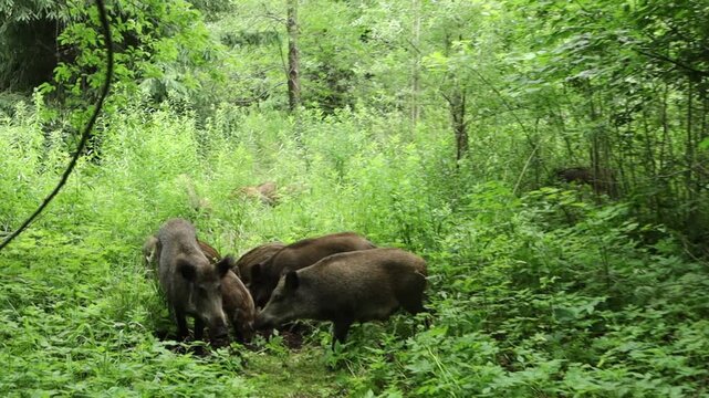 Wild boars foraging in lush green forest undergrowth during daytime