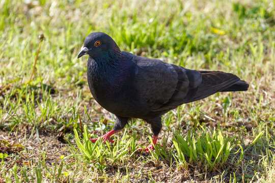 Single black pigeon stands among green grass patches