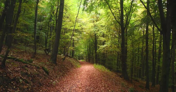Moving on a forest path in early autumn with magical soft light and gorgeous fall colors