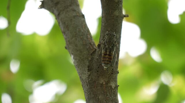 A cicada chirps in a tree in the summer heat