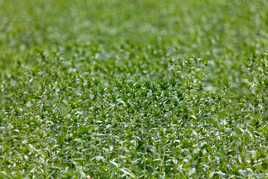 Lush green safflower plants fill the frame. The foliage sways gently in the natural light. Vibrant stems rise from the ground. A close-up reveals the texture and density of the plants.
