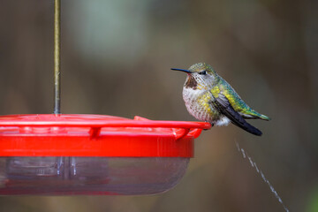 Fototapeta premium anna's hummingbird