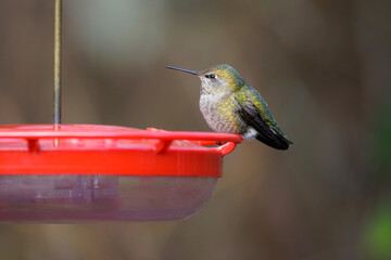 Fototapeta premium anna's hummingbird
